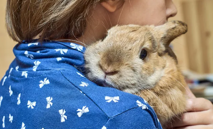 faire un câlin à son lapin