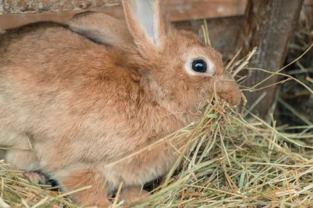 Nourrir mon lapin avec du foin ?