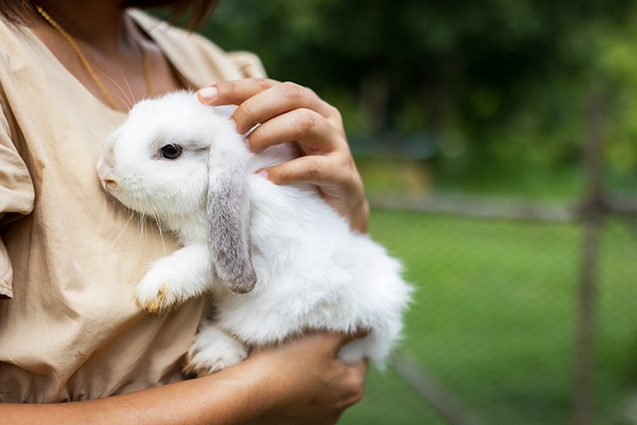 comment bien porter son lapin