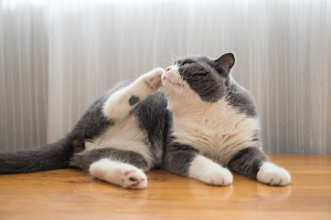 chat qui a des puces dans la maison