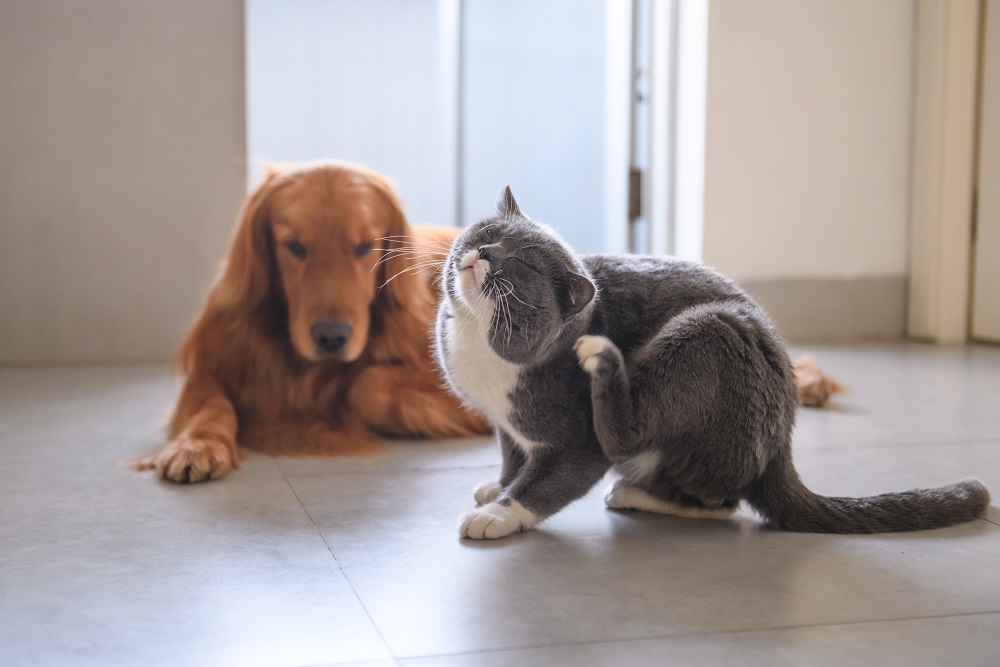 chat d'intérieur qui se gratte