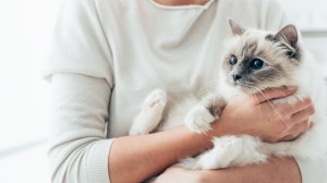 chat protéger par sa propriétaire