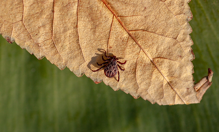 Tique sur une feuille morte