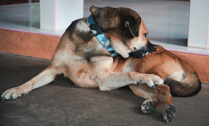 chien qui se démange à cause d'une allergie par piqures de puces