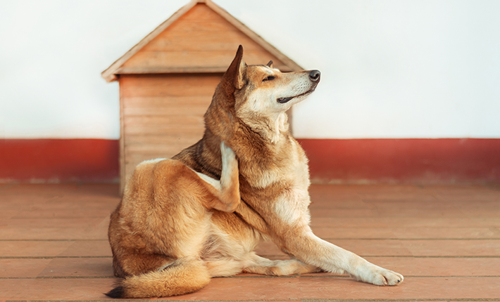 chien qui se gratte dans la maison à cause des puces