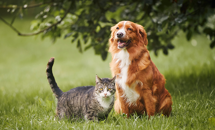 un chien et un chat dehors