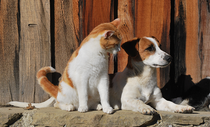 chien et chat dehors au soleil