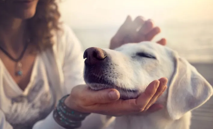 femme qui caresse son chien