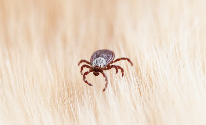 zoom sur une tique posée sur des poils clairs
