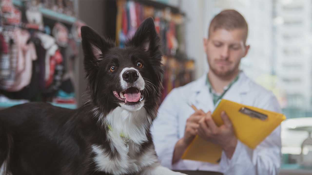 Conseils et informations sur la santé de vos animaux