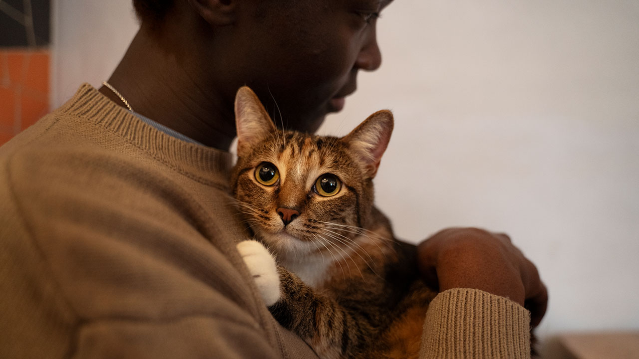 Protéger son chat, chien ou lapin